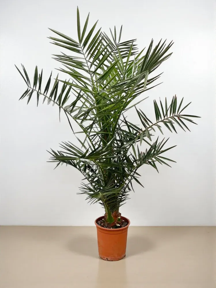 Phoenix Canariensis
