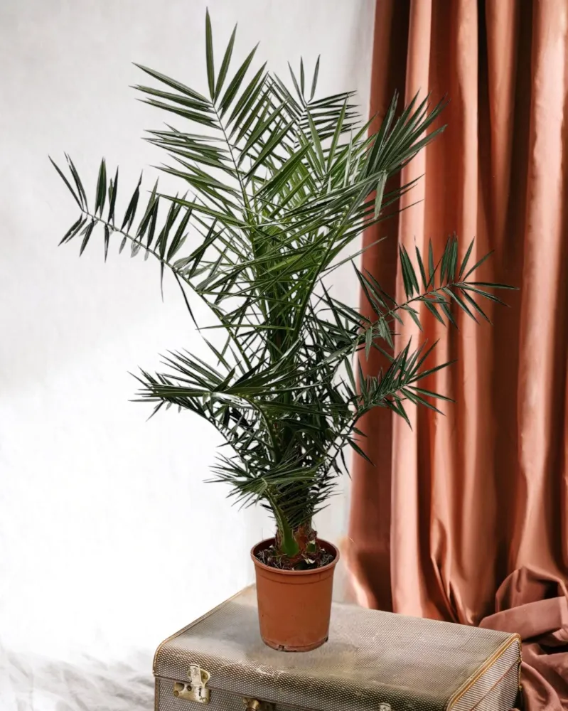 Phoenix Canariensis