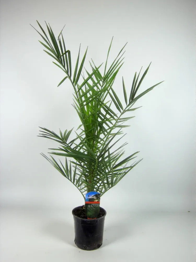 Phoenix Canariensis - 90 cm - Ø15cm