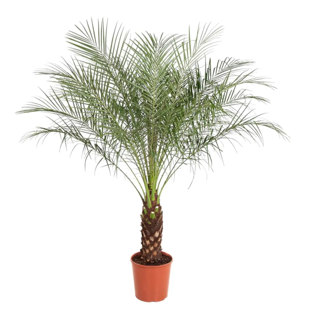 Phoenix Roebelenii