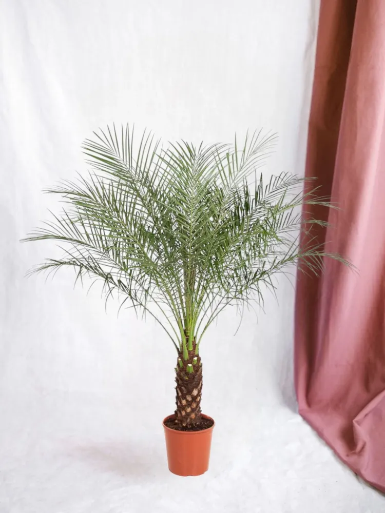 Phoenix Roebelenii