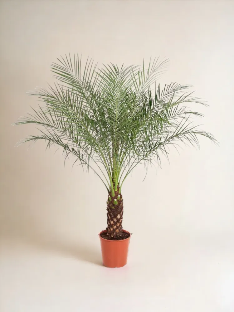 Phoenix Roebelenii