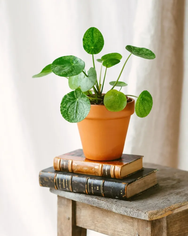 Pilea Mojito
