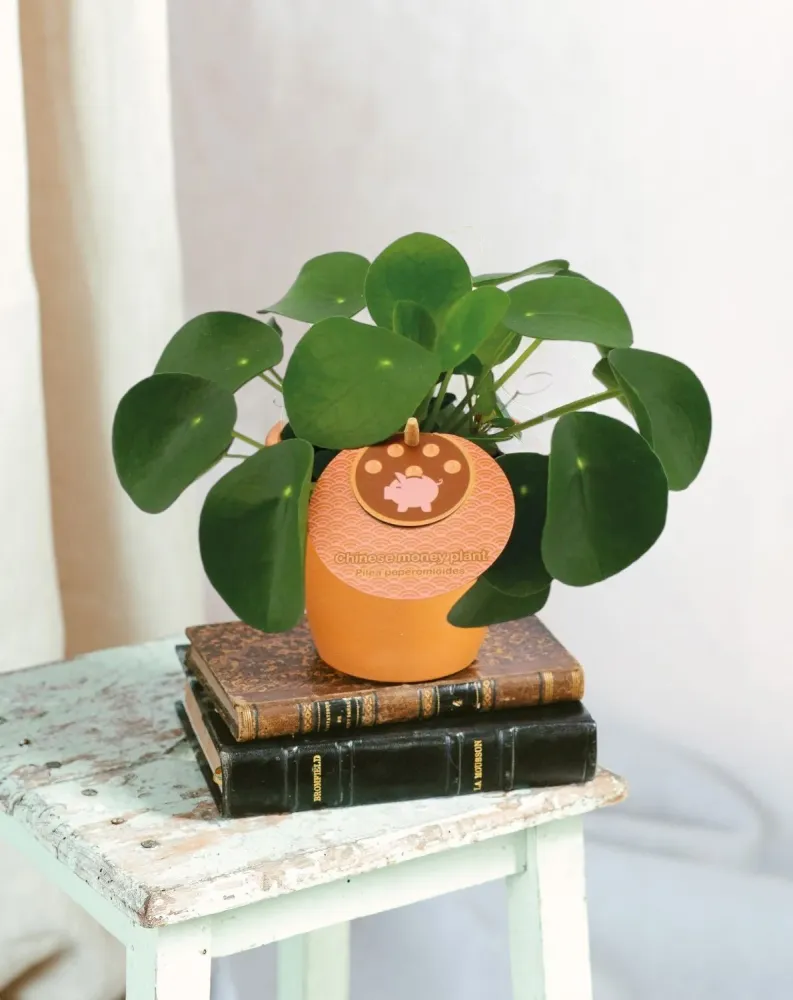 Pilea Peperomioides