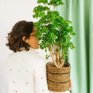 Polyscias Roble
