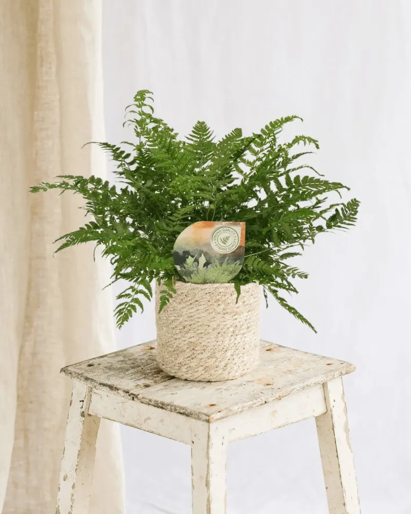 Polystichum Tsussimense