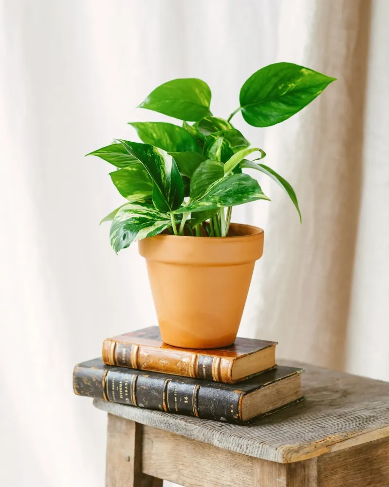 Pothos gyllene epipremnum