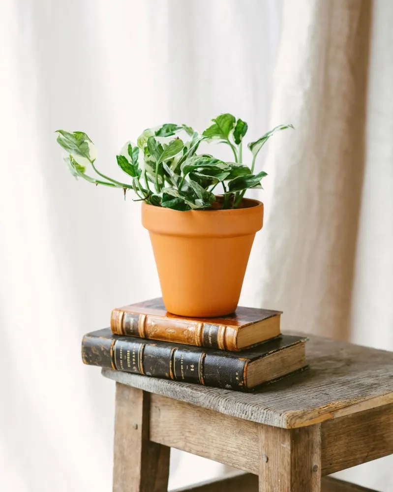 Pothos N'Joy