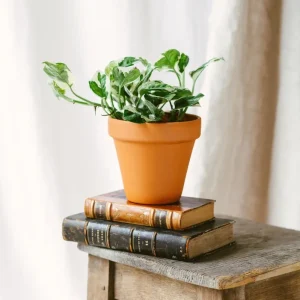 Pothos N'Joy