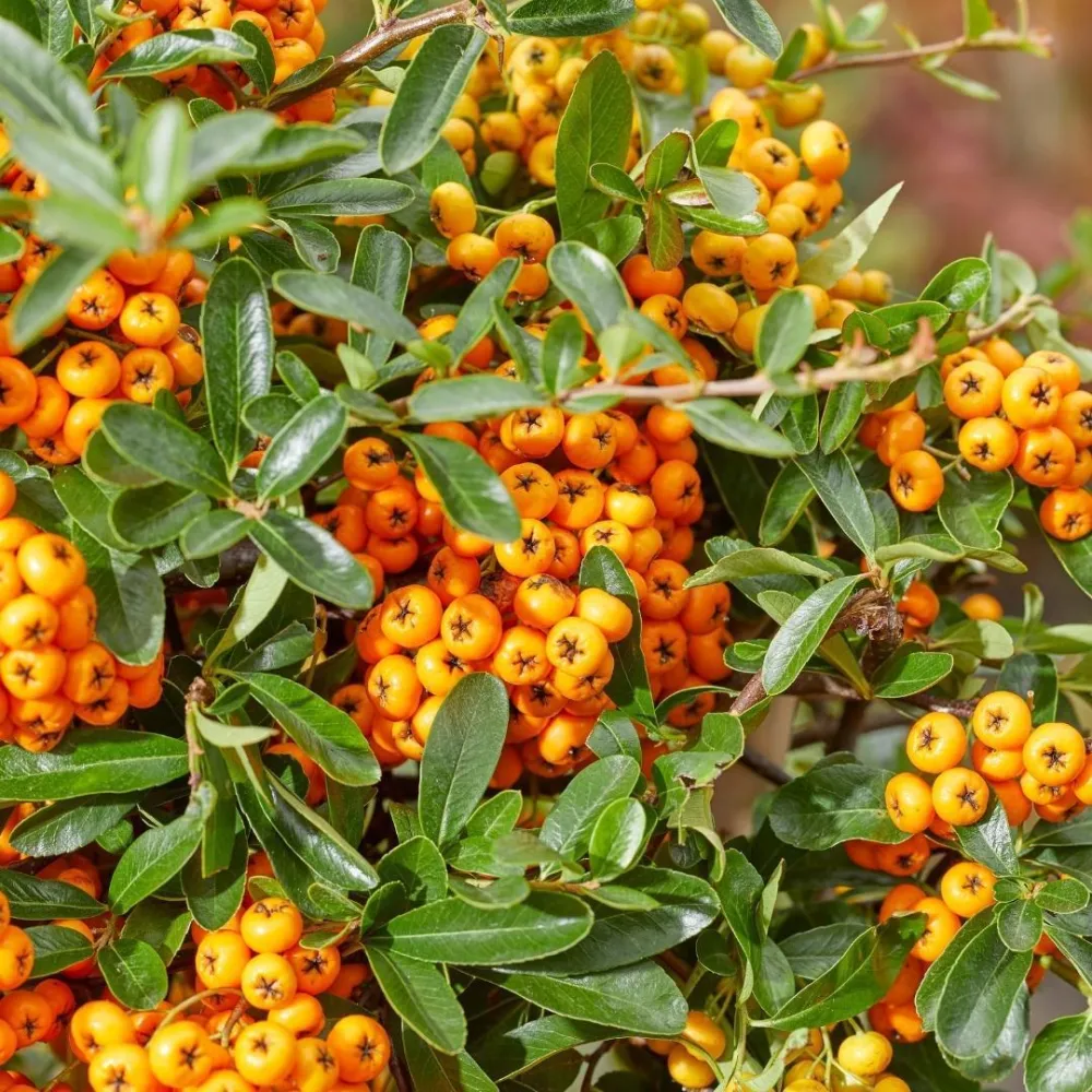 3 x Pyracantha coccinea mix