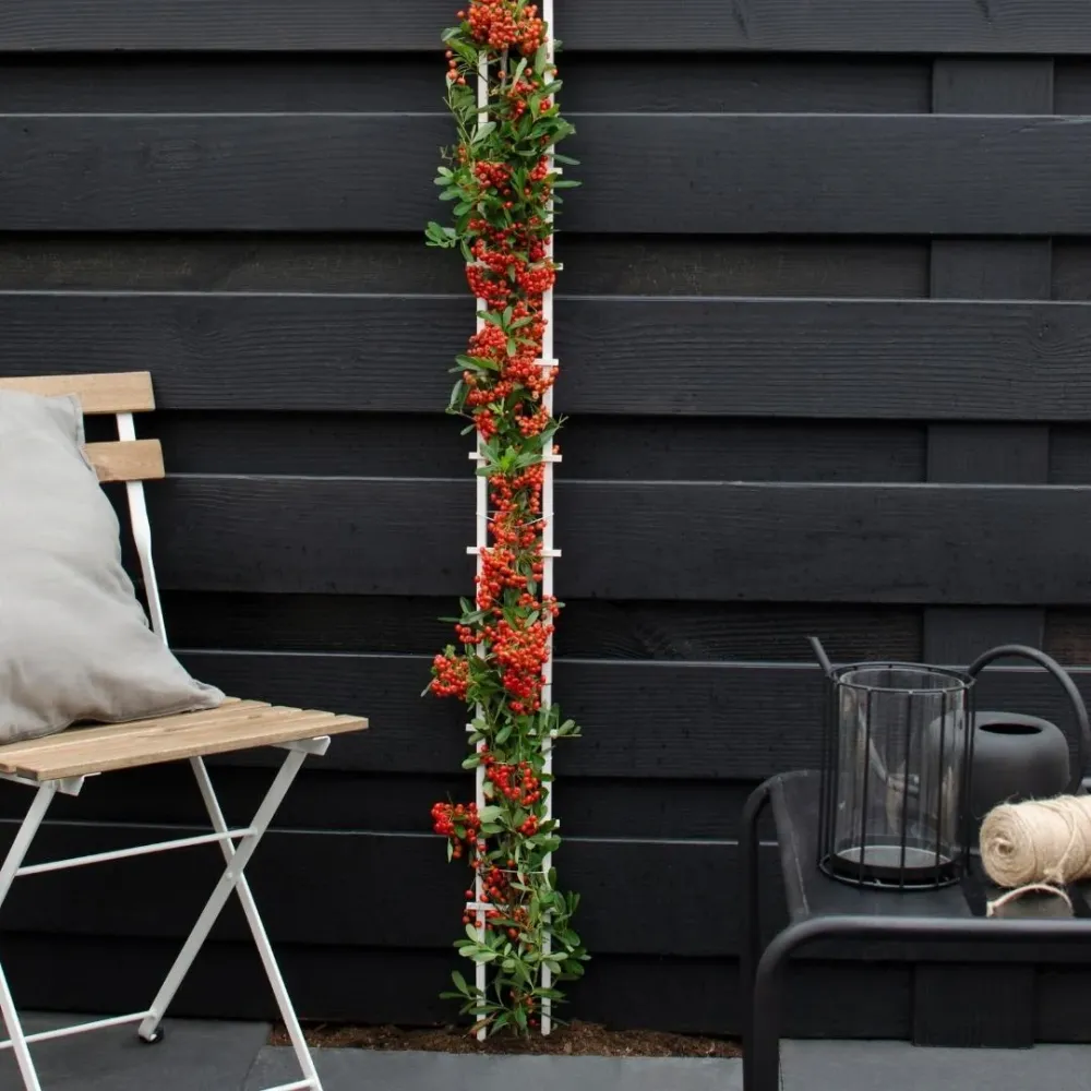 3 x Pyracantha coccinea mix