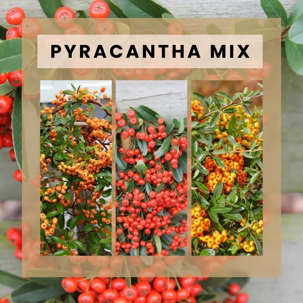 3 x Pyracantha coccinea mix