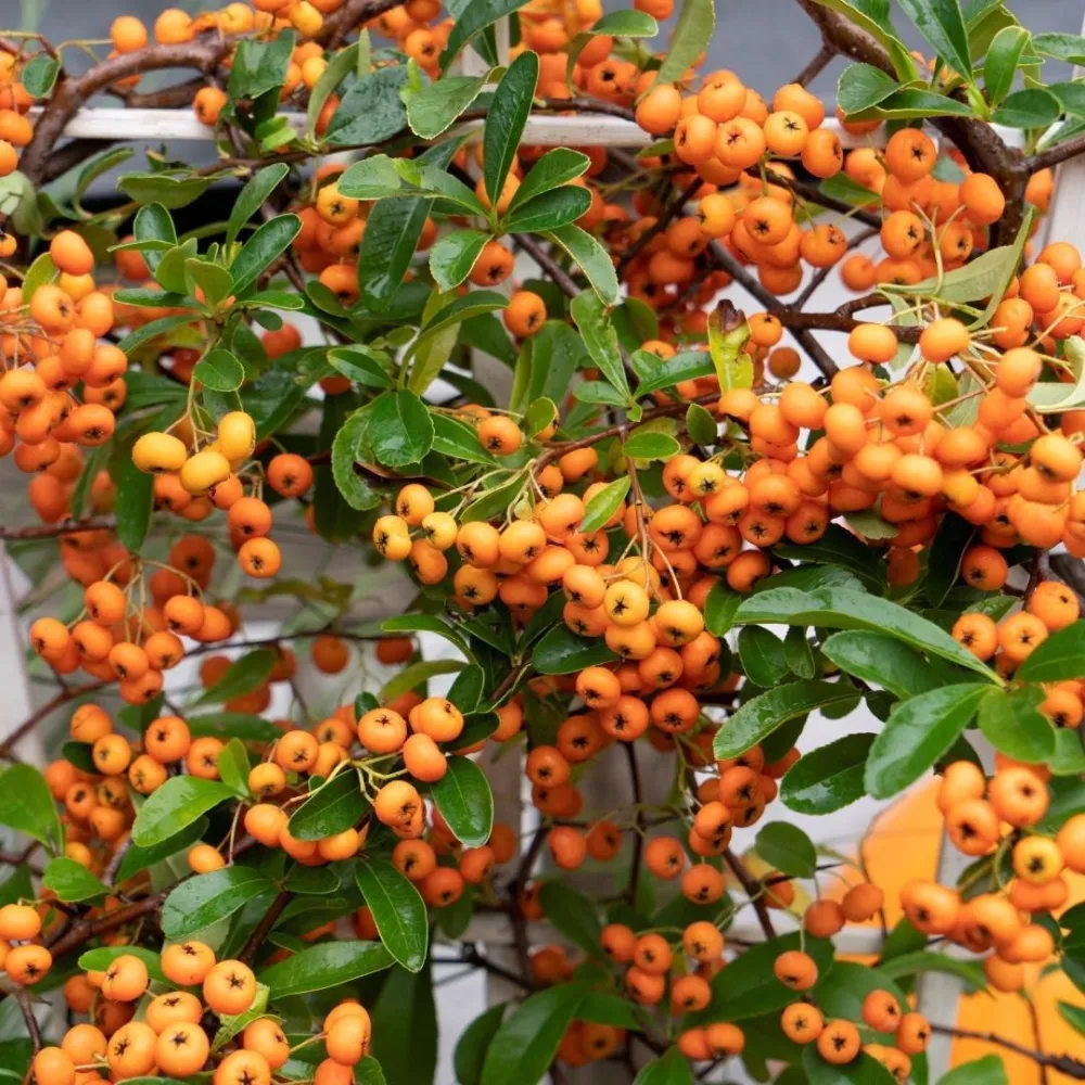 Pyracantha coccinea Orange Star