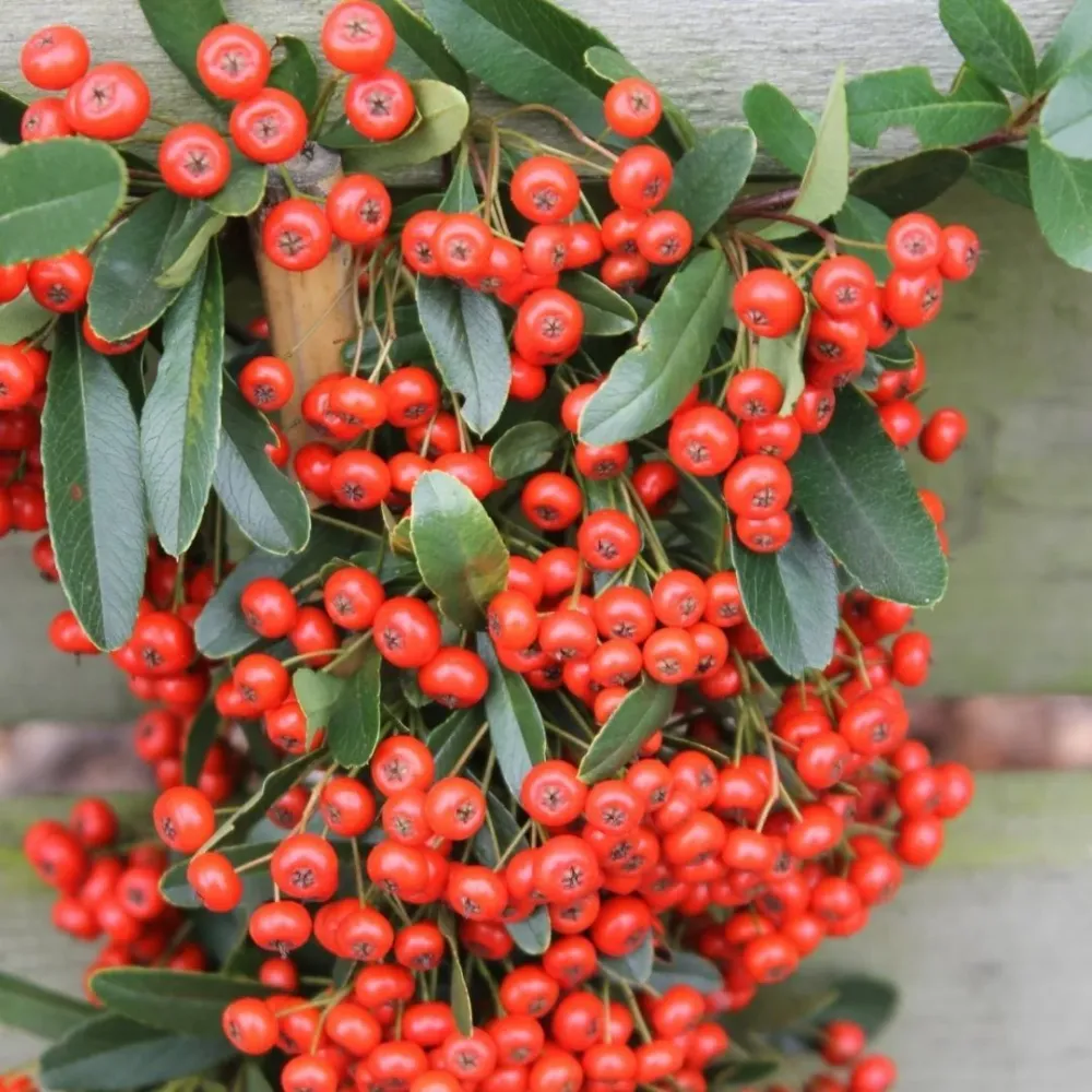 2 x Pyracantha coccinea Red Star
