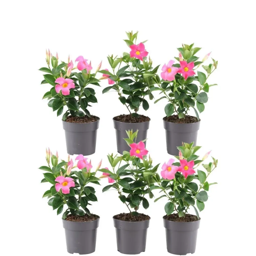 Rosa Dipladenia x 6