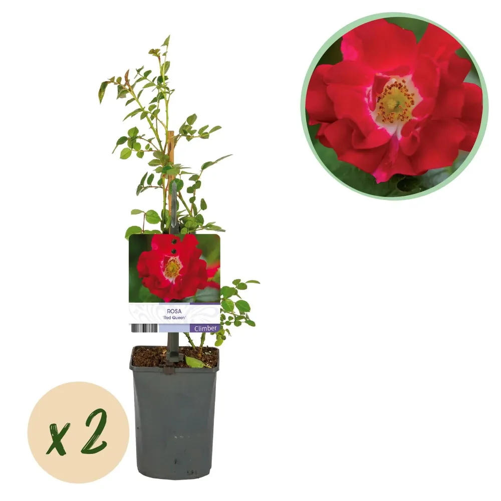 Rosbuske (Rosa) 'Red Queen'