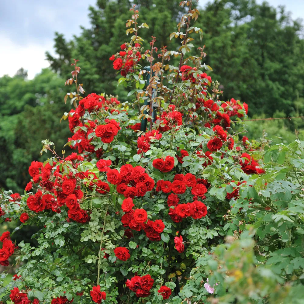 Rosbuske (Rosa) 'Red Queen'