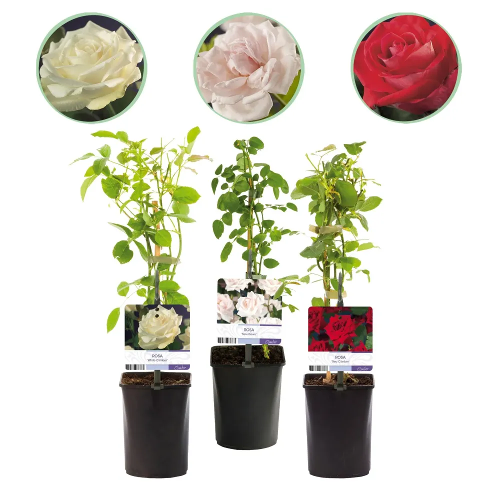 Rosbuske (Rosa) 'Tricolour'