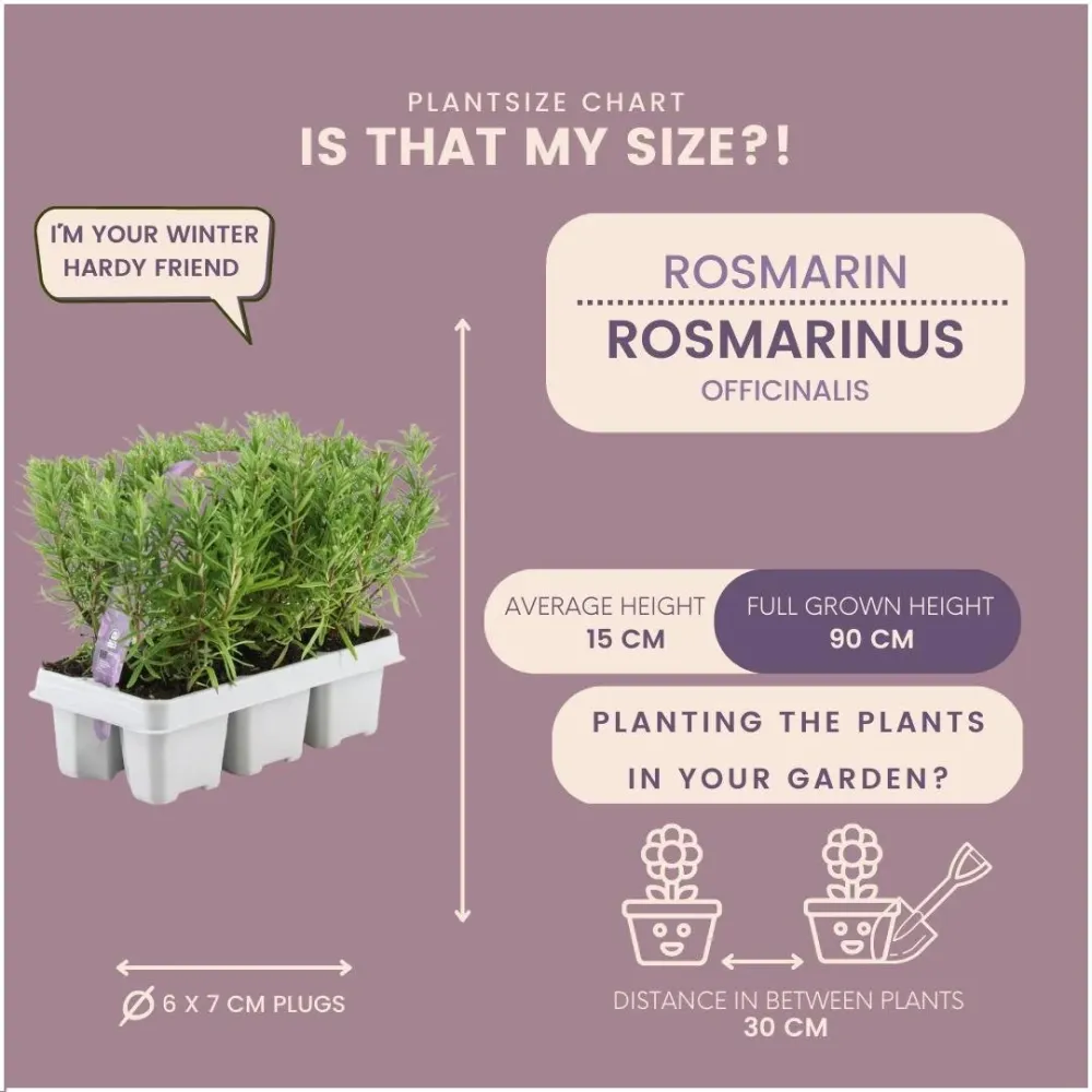 Rosmarin - 8 förpackningar om 6