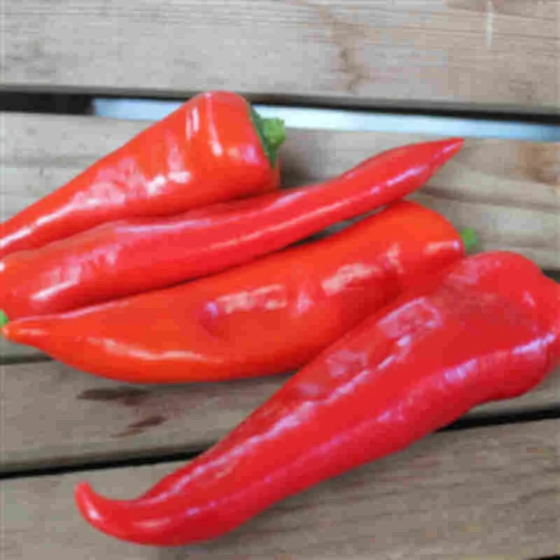 Rubiero snackpeppar 11,5 cm.