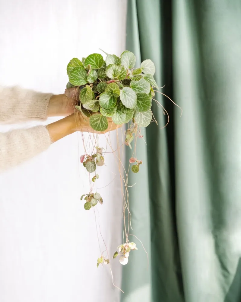 Saxifraga Stolonifera