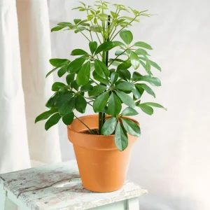 Schefflera