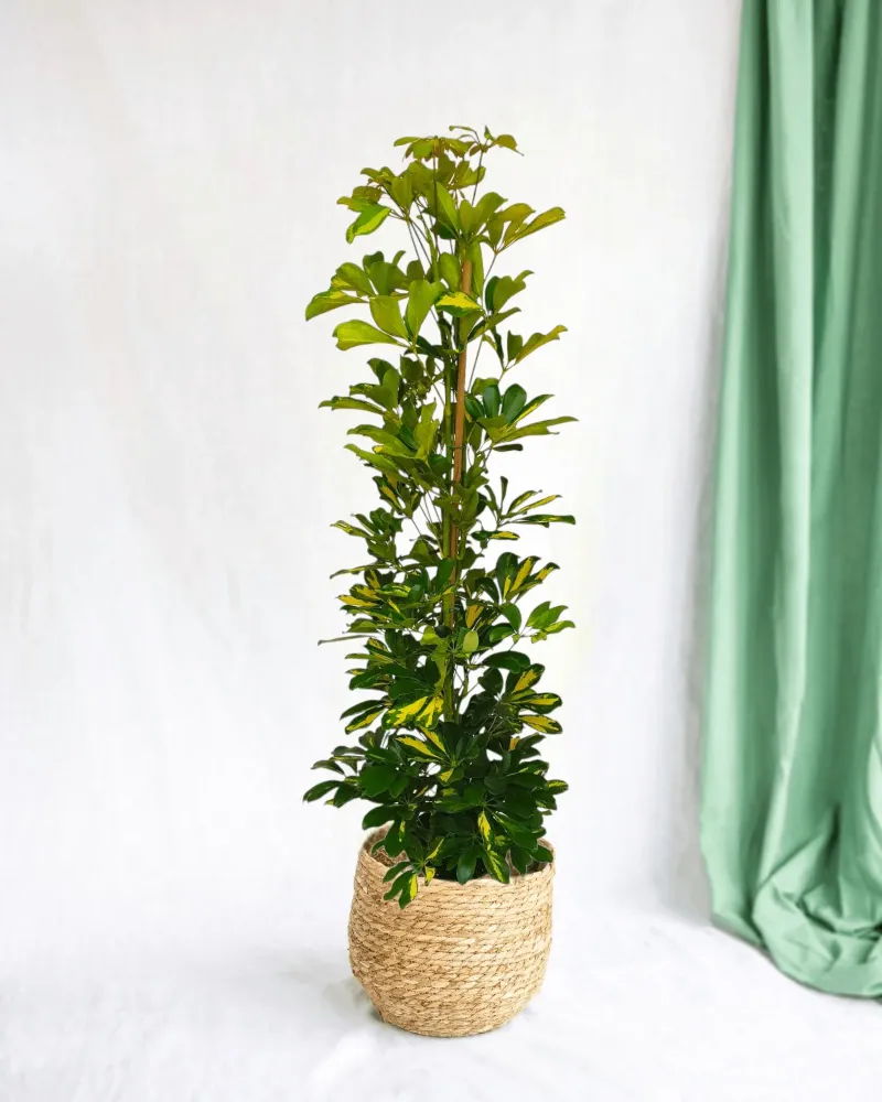 Schefflera Gold Capella