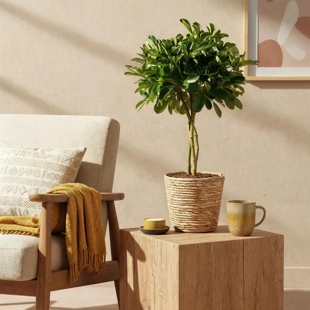 Schefflera Gold Capelle och korg