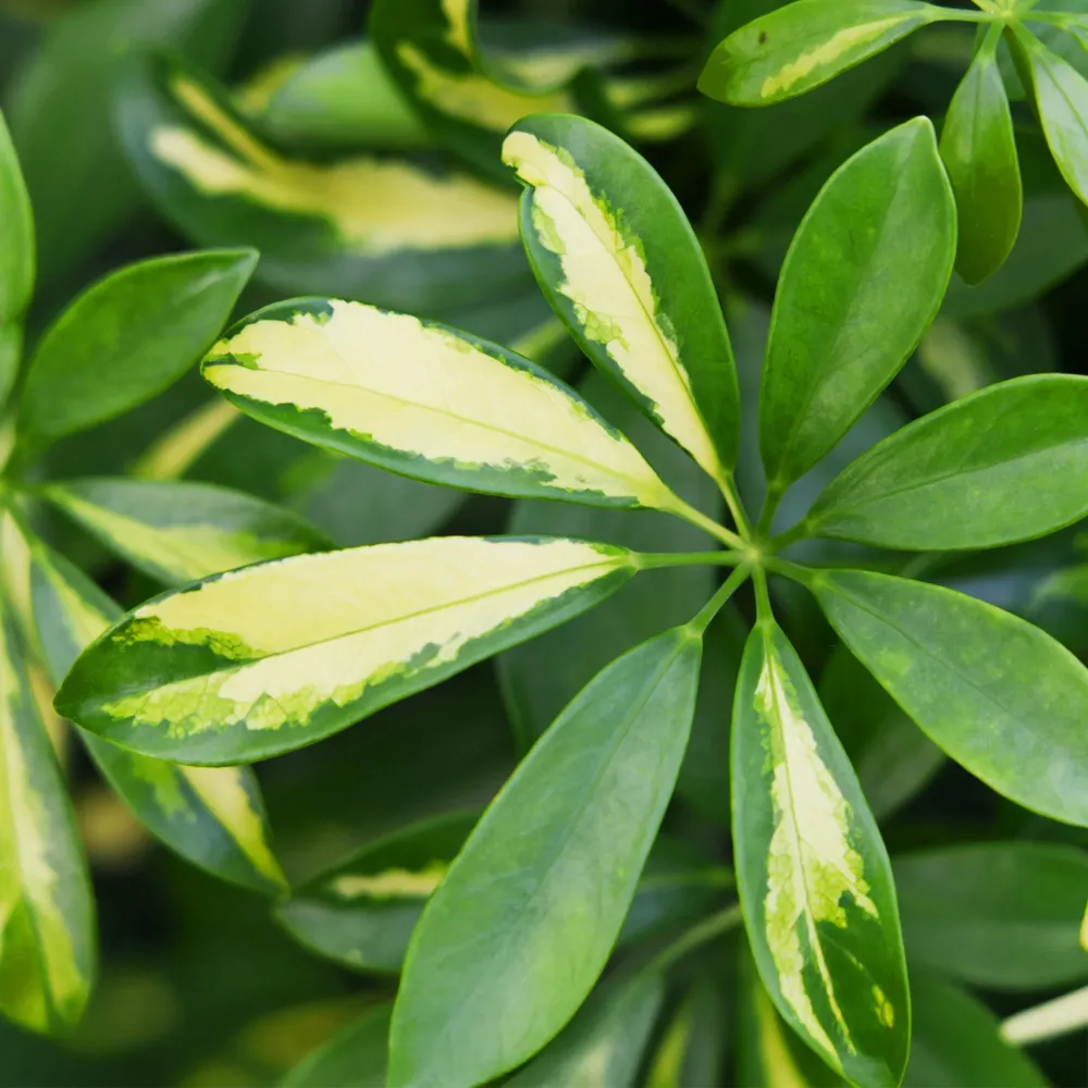 Schefflera Gold Capelle och korg