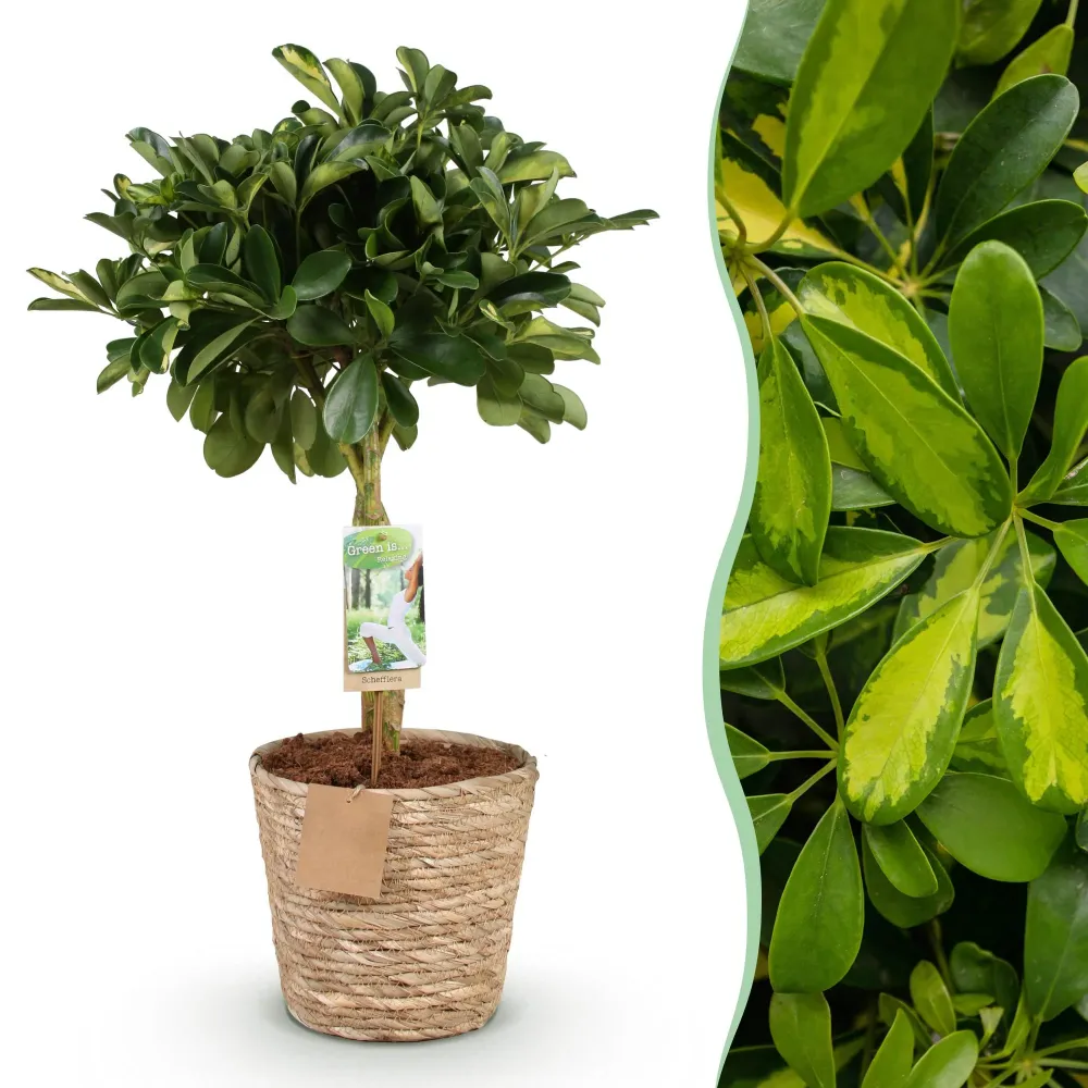 Schefflera Gold Capelle och korg