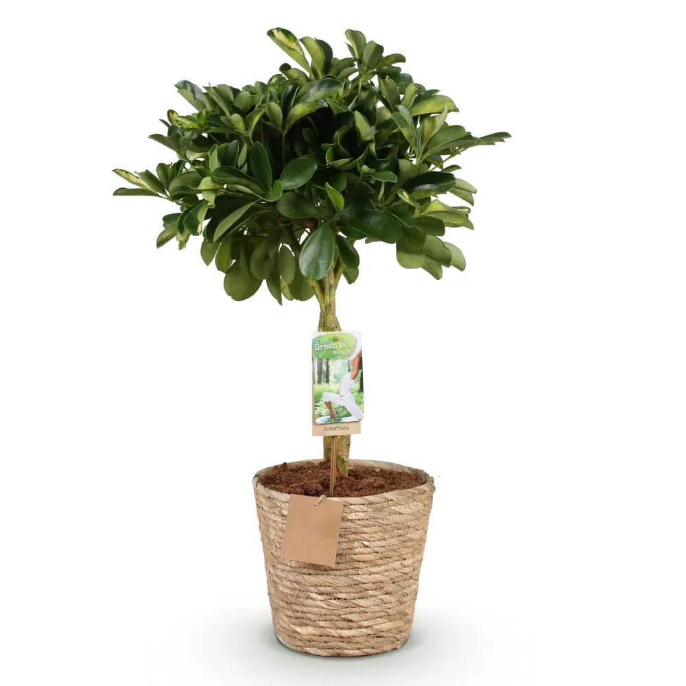 Schefflera Gold Capelle och korg