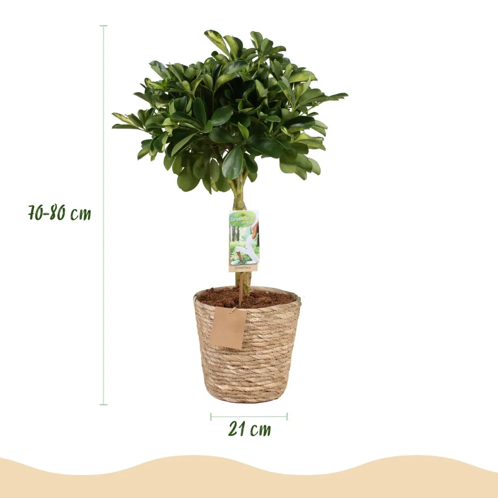 Schefflera Gold Capelle och korg