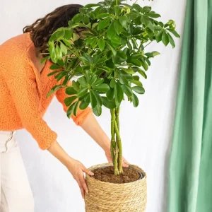 Schefflera XL + Korg