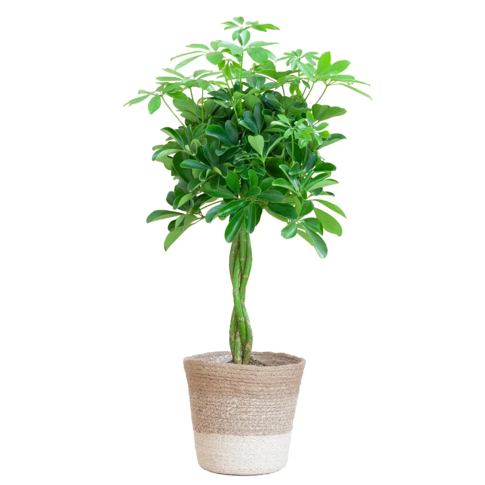 Schefflera XL + Korg