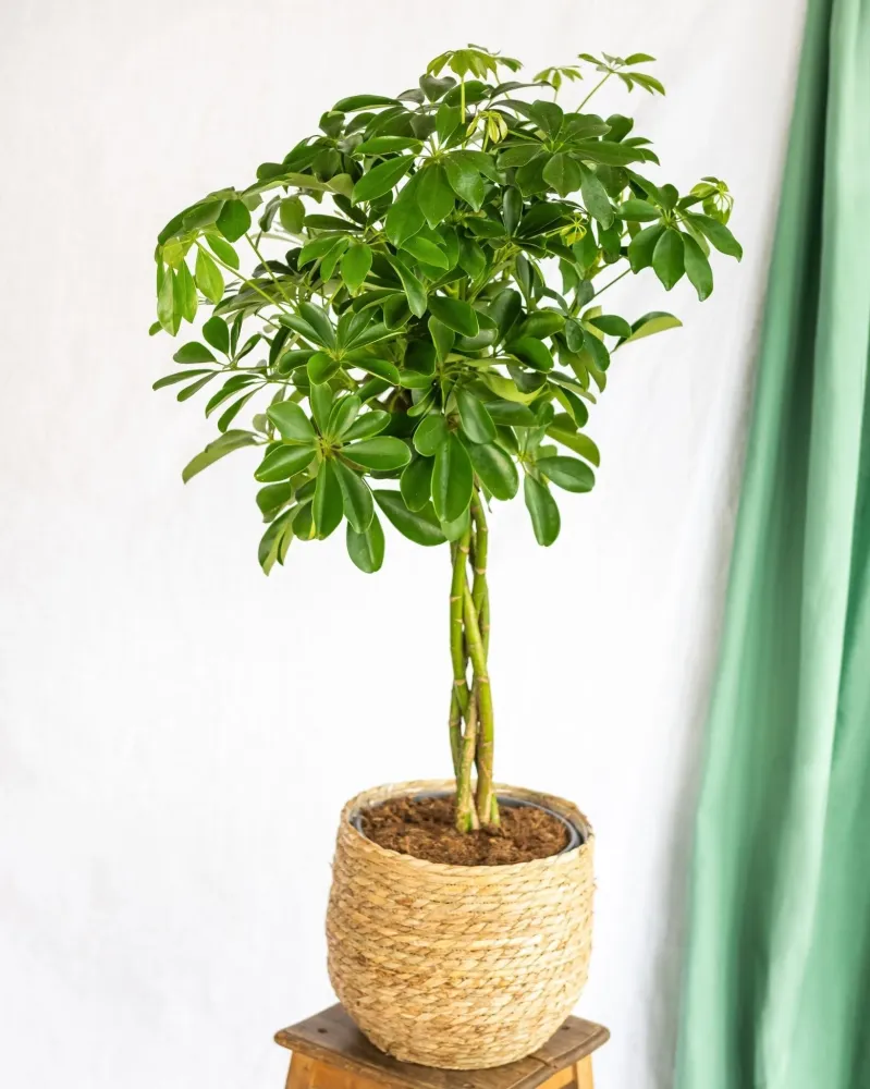 Schefflera XL + Korg