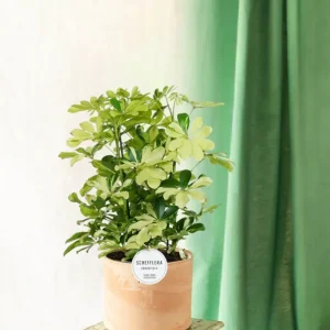 Schefflera Melanie
