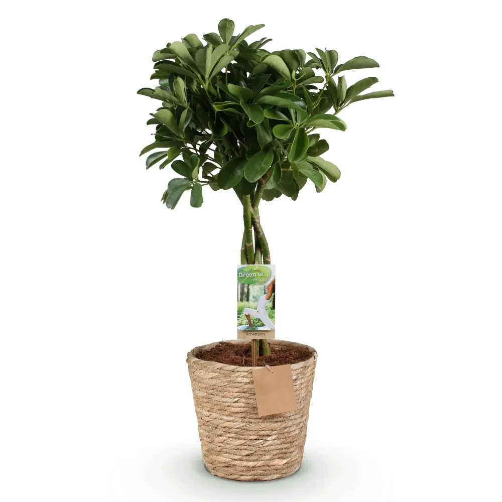 Schefflera Nora och korg