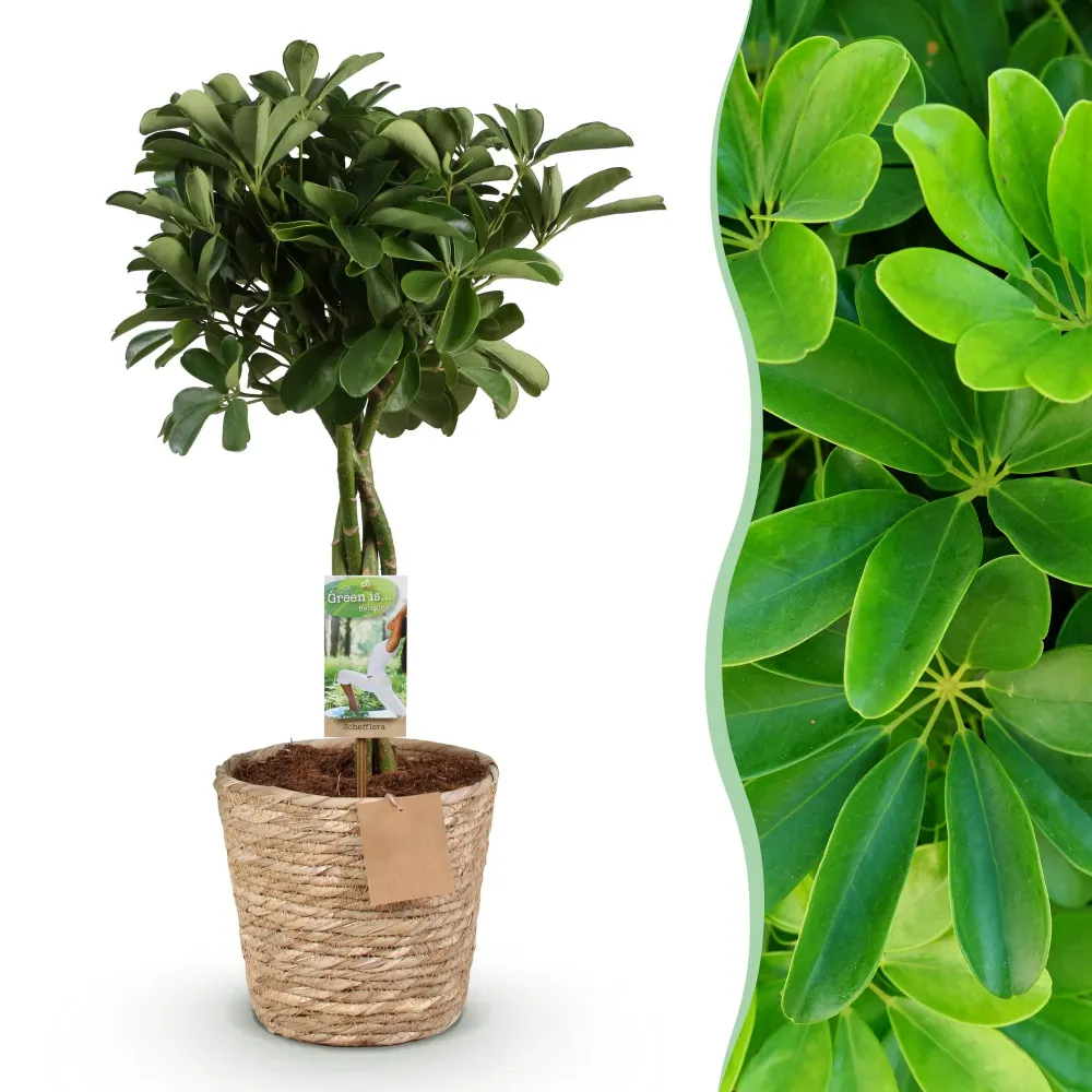 Schefflera Nora och korg