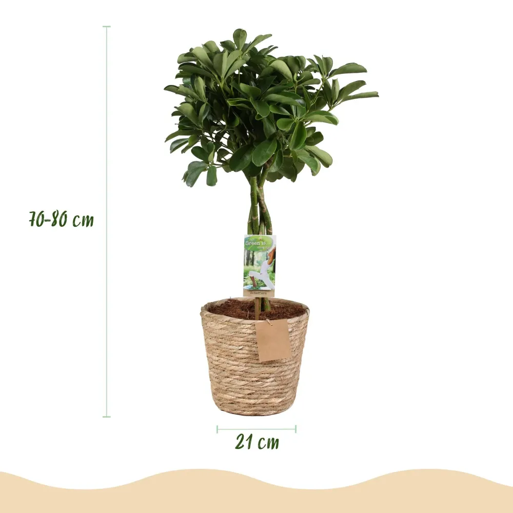 Schefflera Nora och korg