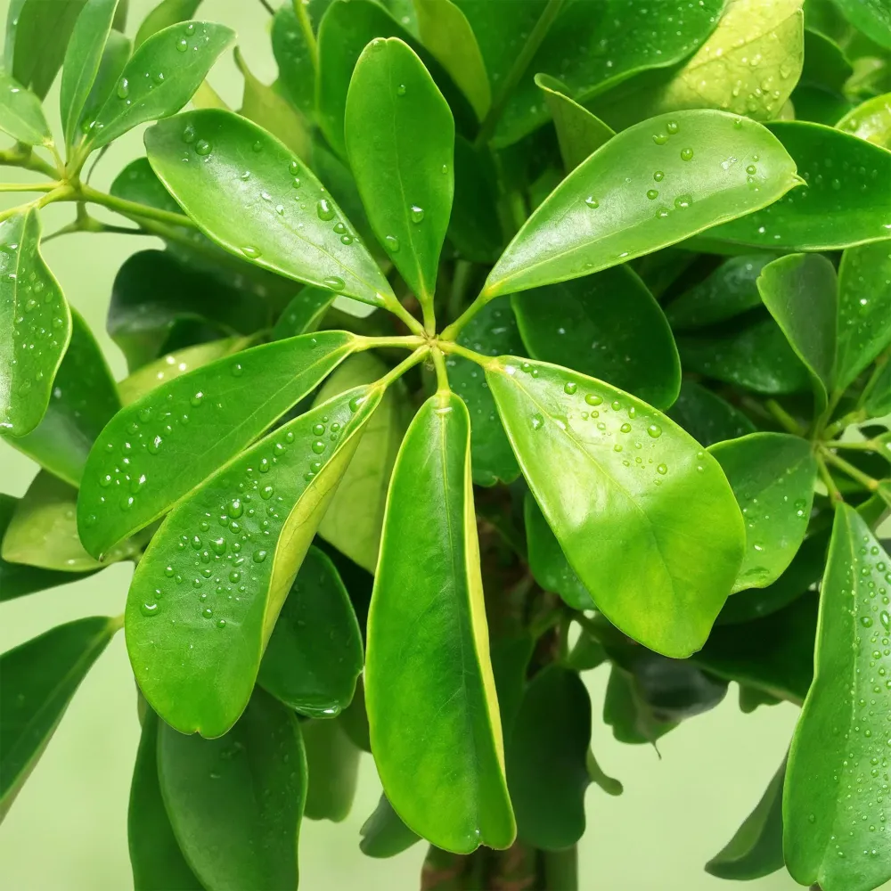 Schefflera Nora och korg