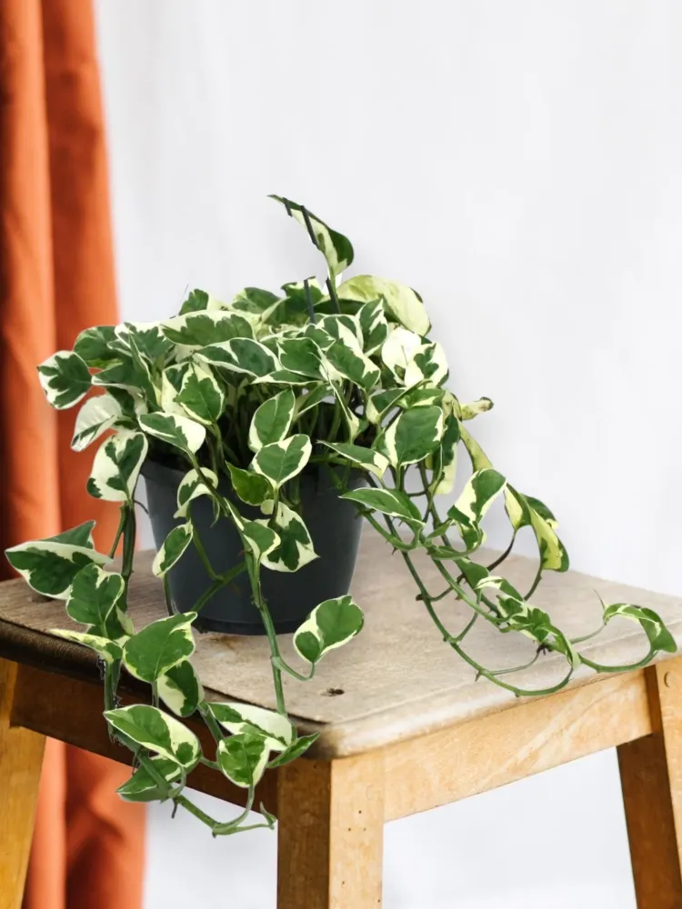 Scindapsus N'Joy