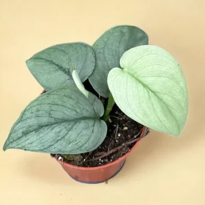 Scindapsus Silver Hero