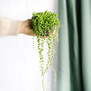 Senecio Rowleyanus
