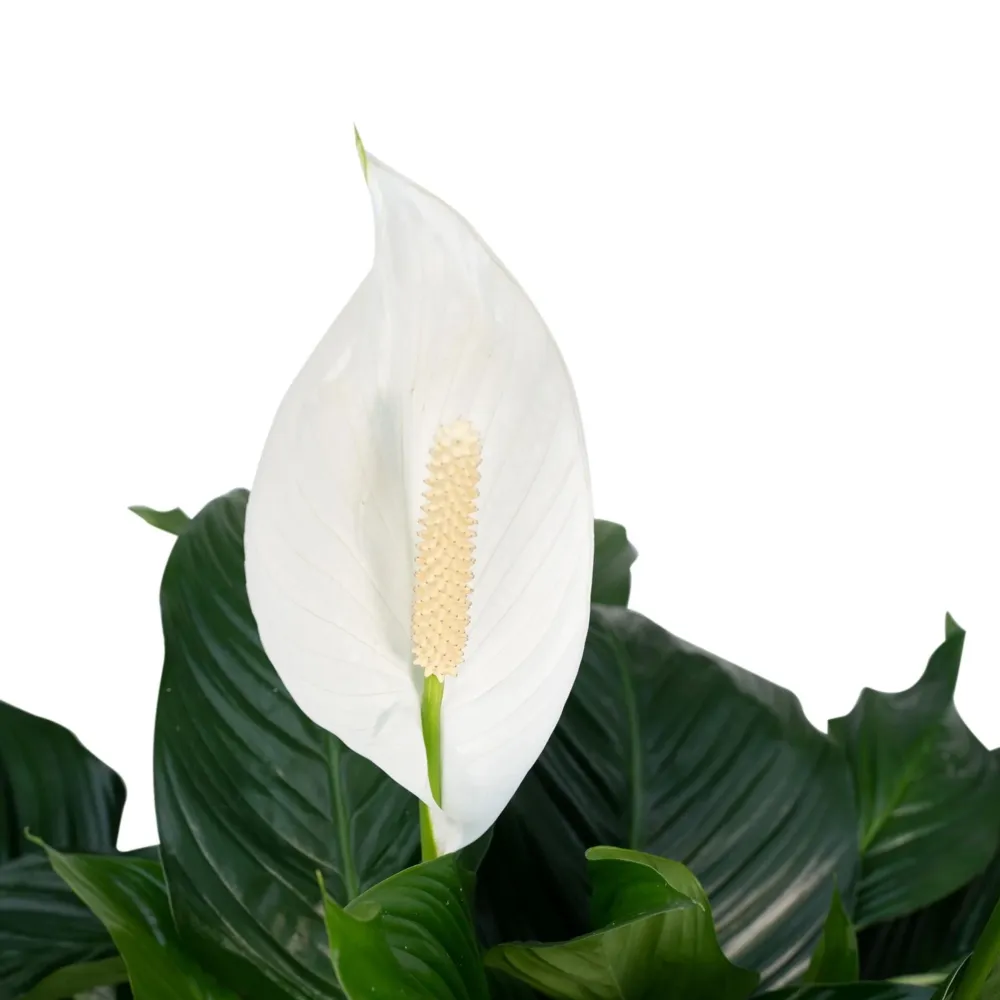 Spathiphyllum