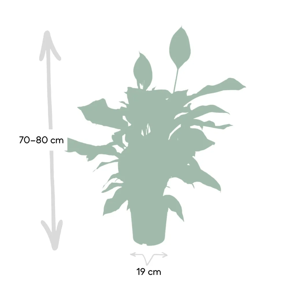 Spathiphyllum