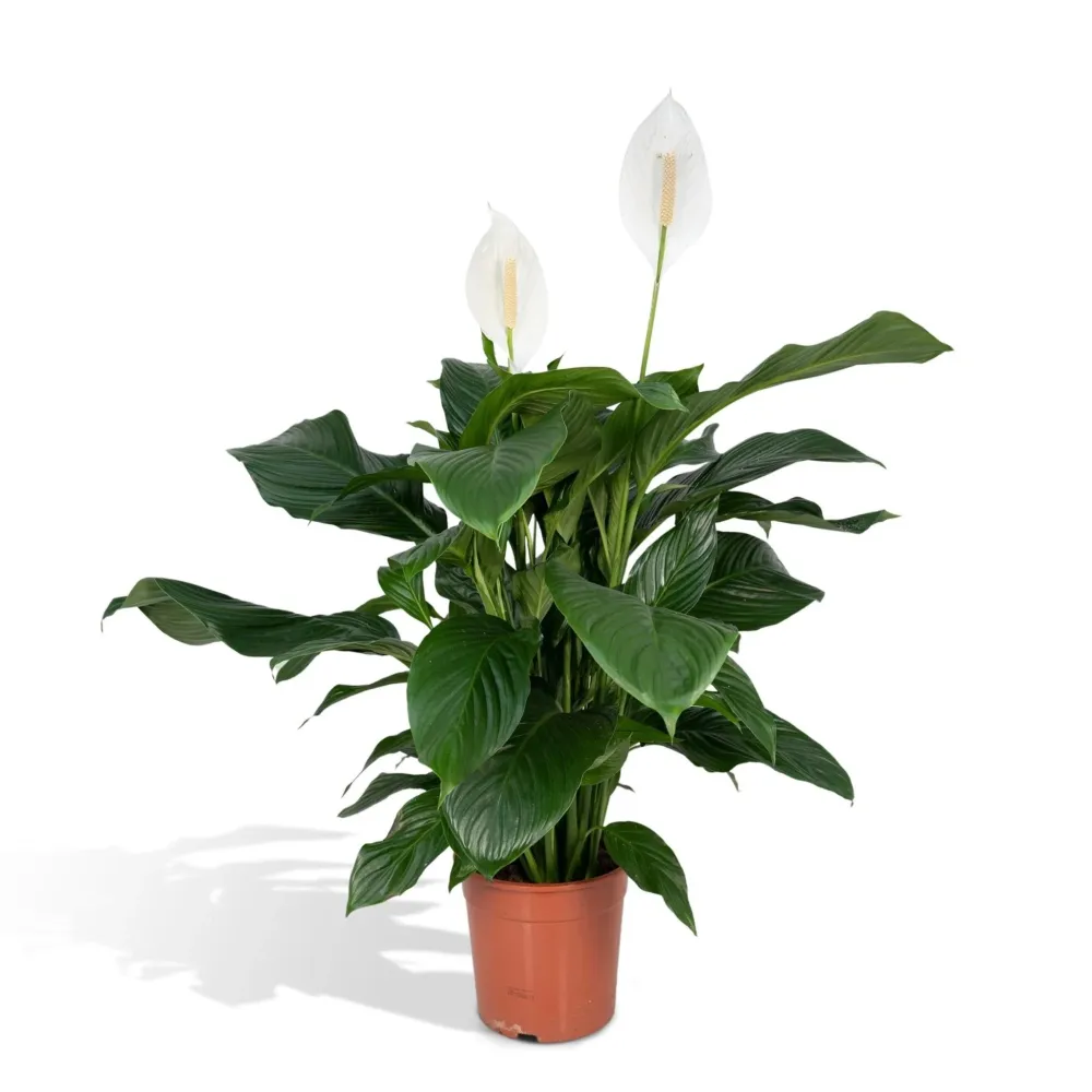Spathiphyllum