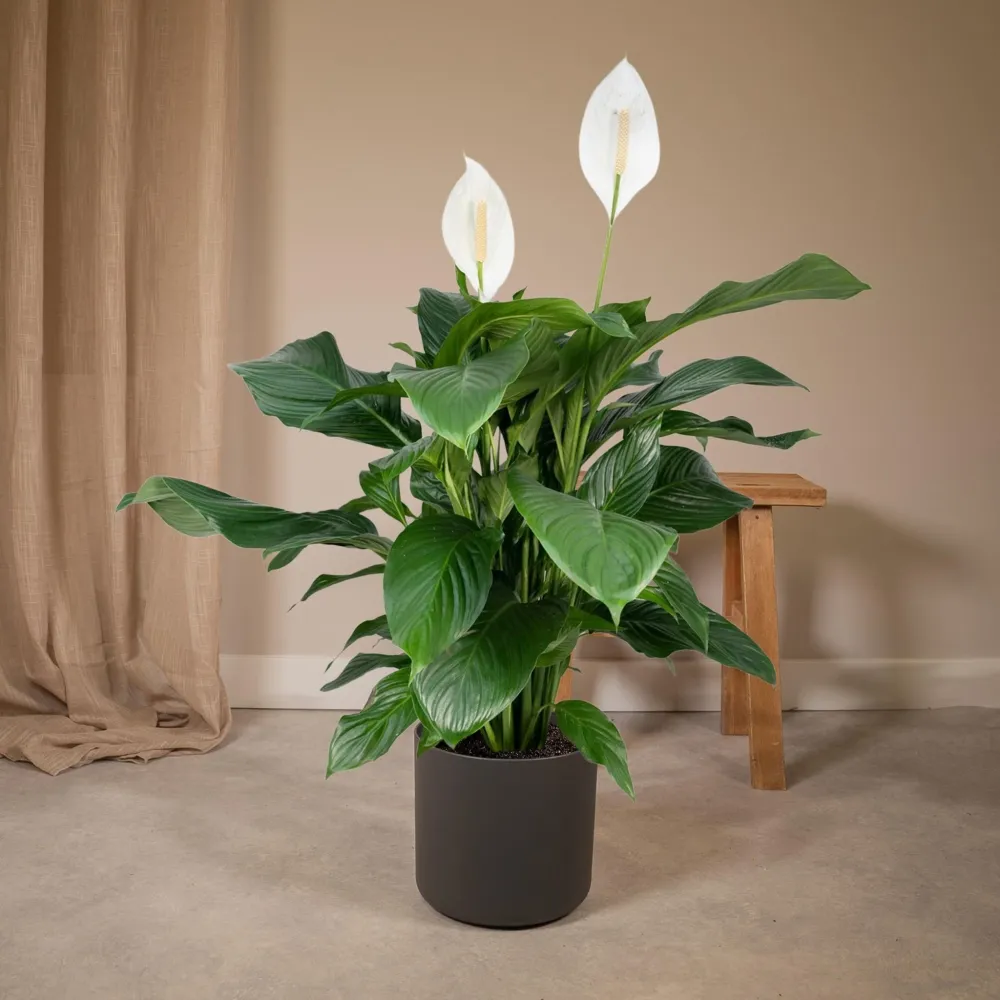 Spathiphyllum