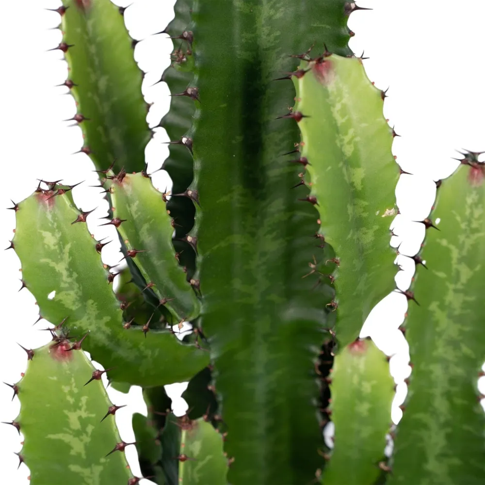 Spurge Acrurensis