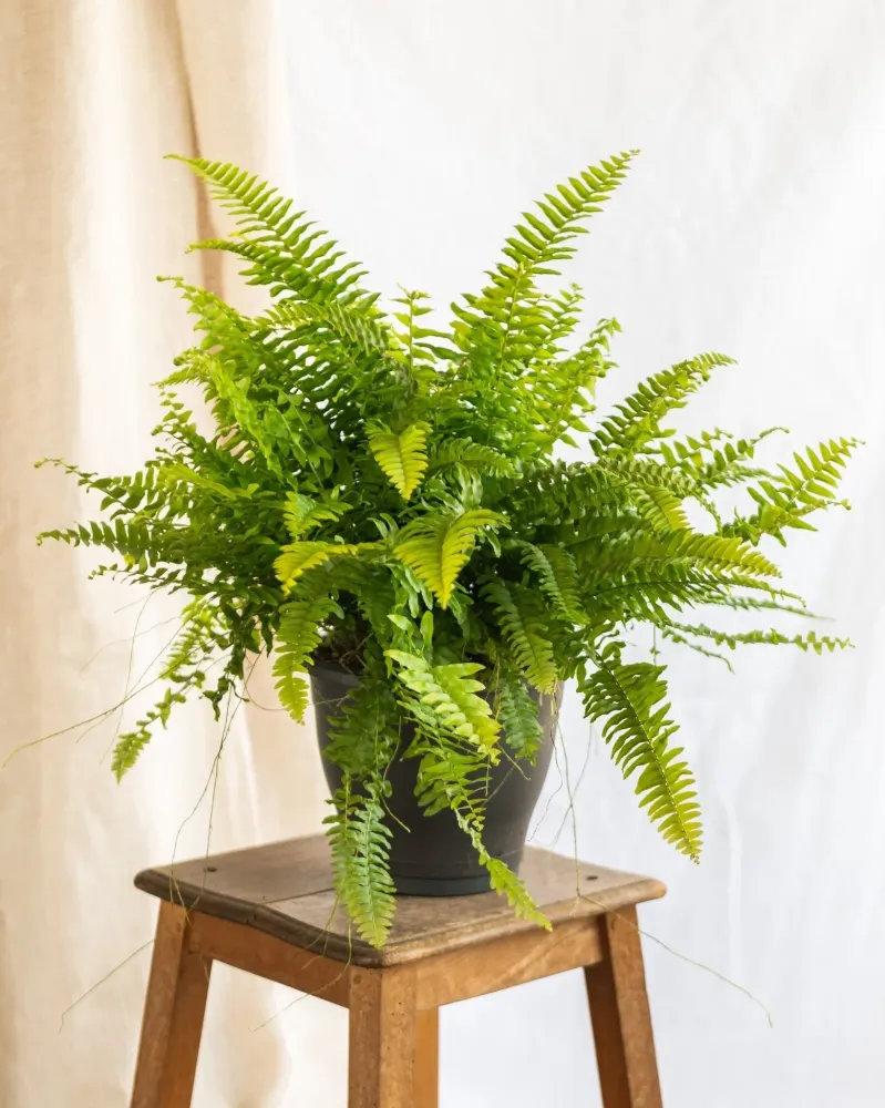 Stor Boston Fern