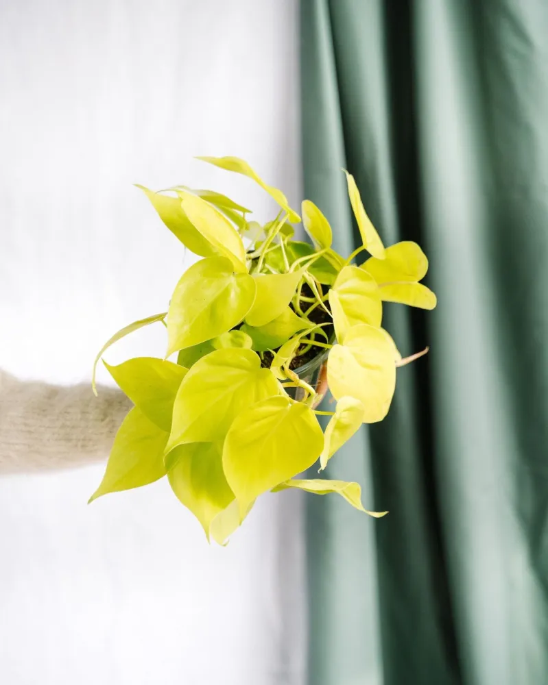 Stor limefilodendron